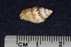 Euplica scripta