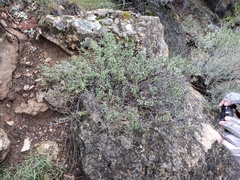 Fendlerella utahensis