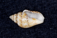 Euplica scripta