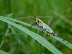 Zonocerus variegatus