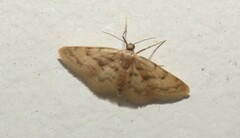 Idaea bonifata