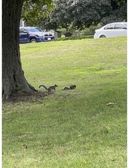 Sciurus carolinensis