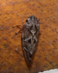 Aphrophora