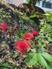 Calliandra tergemina