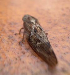 Aphrophora