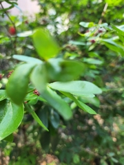Calliandra tergemina