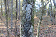 Biscogniauxia atropunctata