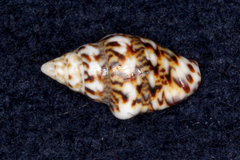 Euplica scripta
