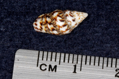 Euplica scripta