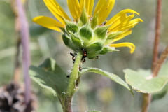 Crematogaster laeviuscula