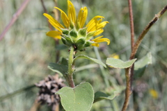 Crematogaster laeviuscula