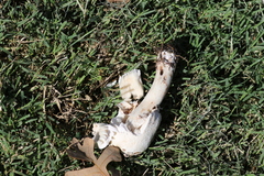 Chlorophyllum molybdites