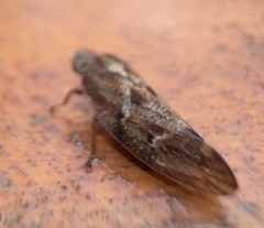 Aphrophora