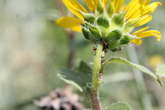 Crematogaster laeviuscula