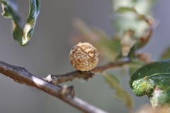 Burnettweldia washingtonensis