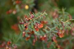 Bossiaea cinerea