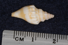 Turbinelloidea