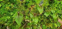 Corybas acuminatus