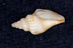 Turbinelloidea