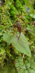 Corybas acuminatus