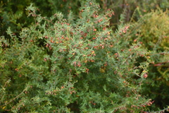 Bossiaea cinerea