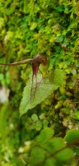 Corybas acuminatus