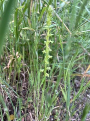 Platanthera cooperi
