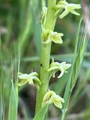 Platanthera cooperi