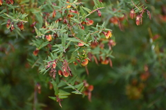 Bossiaea cinerea