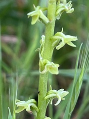 Platanthera cooperi