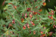 Bossiaea cinerea
