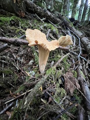 Turbinellus floccosus