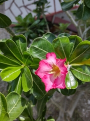 Adenium