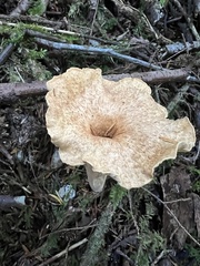 Turbinellus floccosus