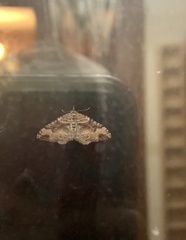 Xanthorhoe defensaria