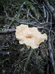 Turbinellus floccosus