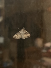 Xanthorhoe defensaria