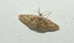 Idaea bonifata