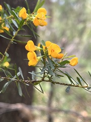 Pultenaea flexilis