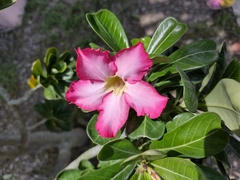 Adenium