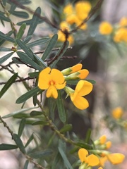 Pultenaea flexilis