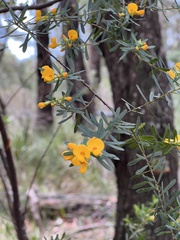 Pultenaea flexilis