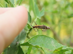 Chauliognathus marginatus