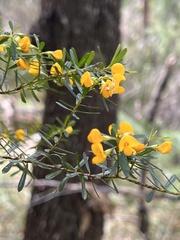 Pultenaea flexilis