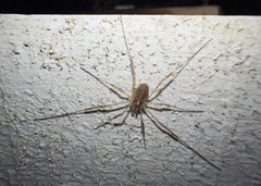 Paroligolophus agrestis