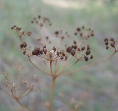 Perideridia gairdneri