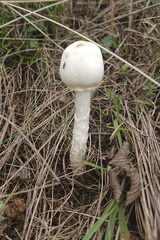Amanita virosa