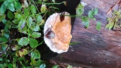 Fomitopsis pinicola