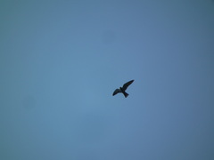 Falco amurensis
