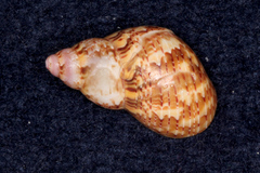 Phasianella solida